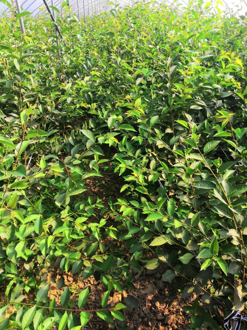 油桃苗油蟠桃苗早蟠桃精品白肉的油蟠桃