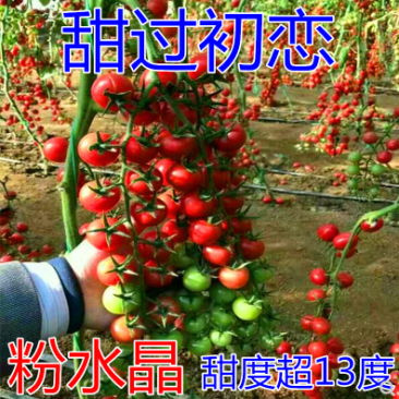 樱桃番茄种子粉水晶贝贝番茄种子小番茄种子圣女果种子