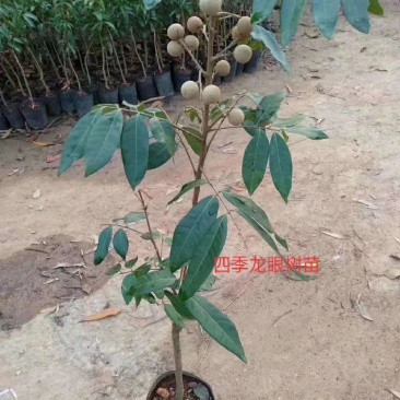 广西正宗嫁接龙眼桂圆树苗石硖储良四季龙眼苗可栽盆地栽