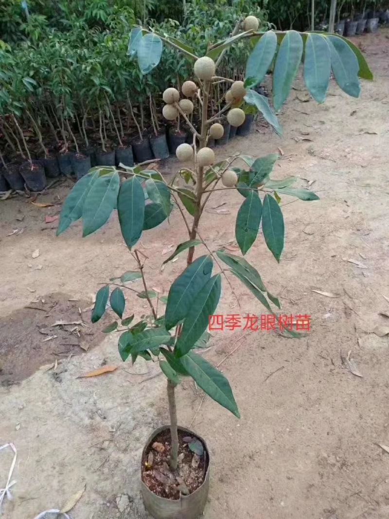 广西正宗嫁接龙眼桂圆树苗石硖储良四季龙眼苗可栽盆地栽