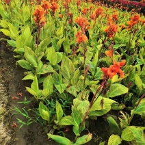 基地大量供应水生植物美人蕉，花色鲜艳，品种齐全，成活率高