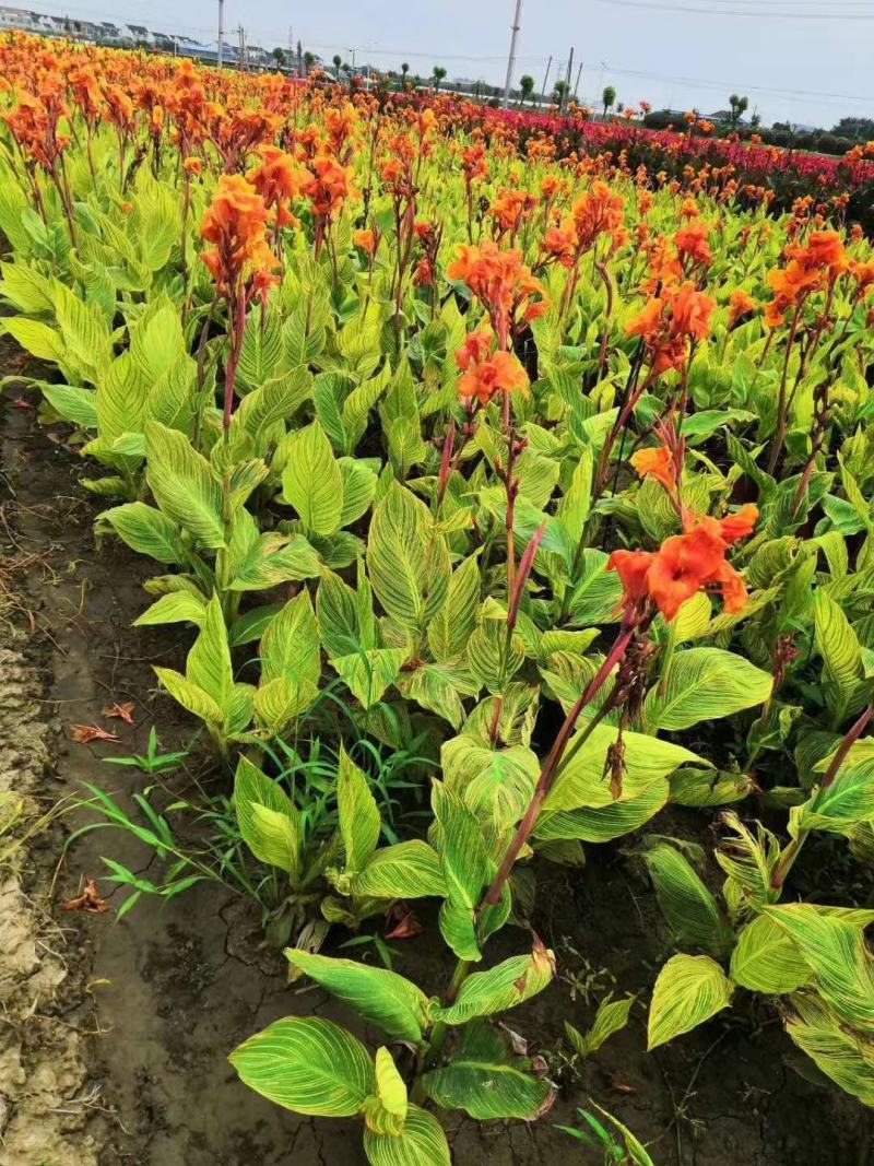 基地大量供应水生植物美人蕉，花色鲜艳，品种齐全，成活率高