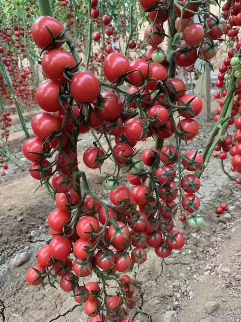 樱桃番茄种子粉水晶贝贝番茄种子小番茄种子圣女果种子