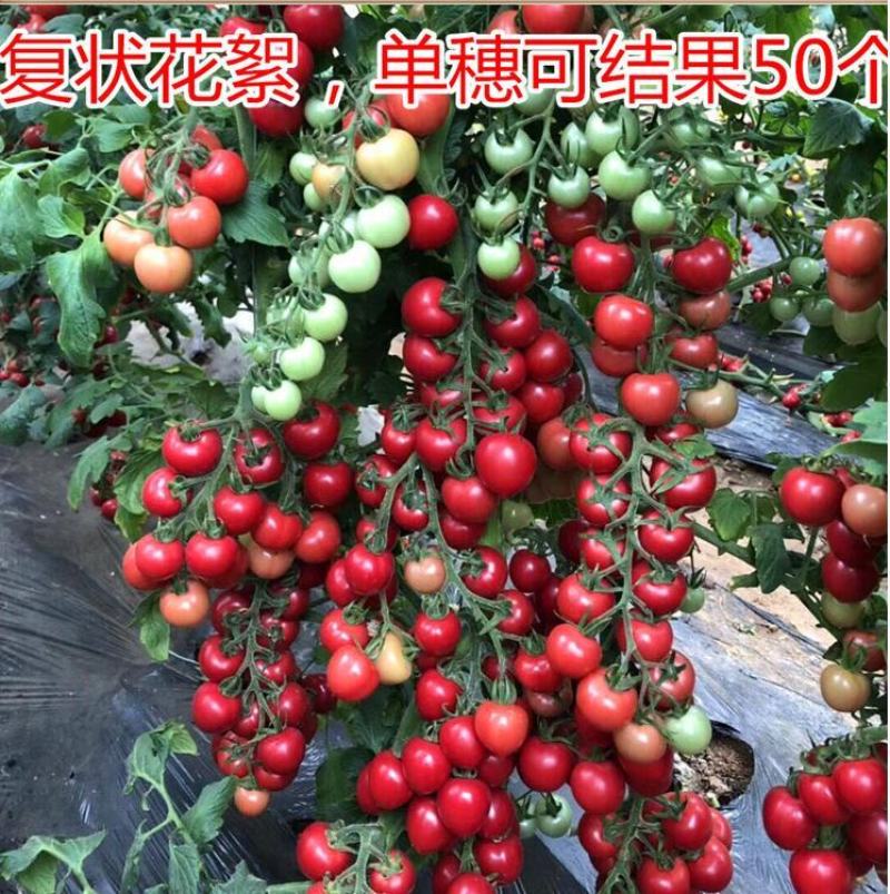 樱桃番茄种子粉水晶贝贝番茄种子小番茄种子圣女果种子