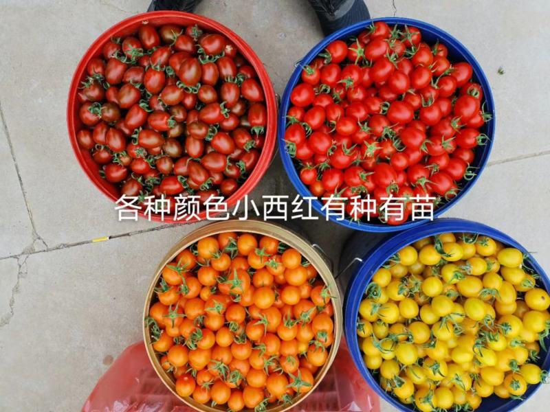 樱桃番茄种子粉水晶贝贝番茄种子小番茄种子圣女果种子