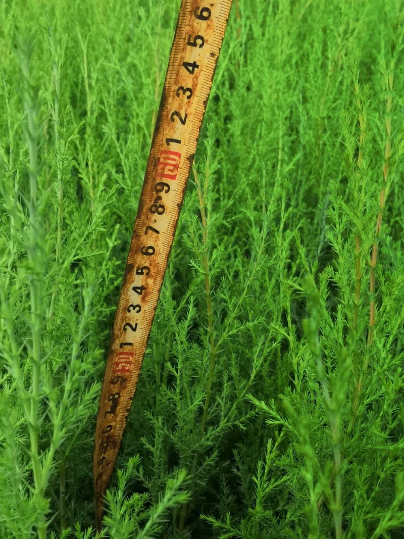 滇柏（藏柏），墨西哥柏，圆柏（小白树）
