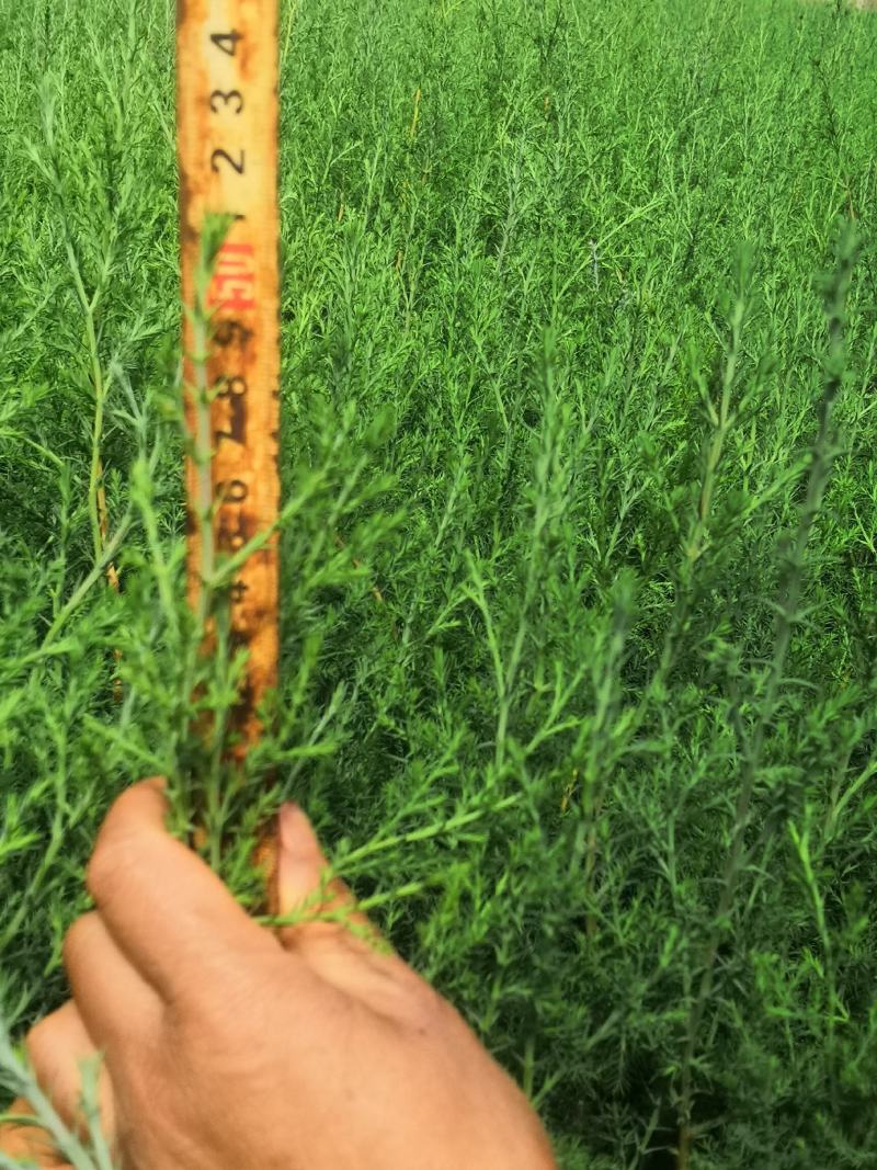 滇柏（藏柏），墨西哥柏，圆柏（小白树）