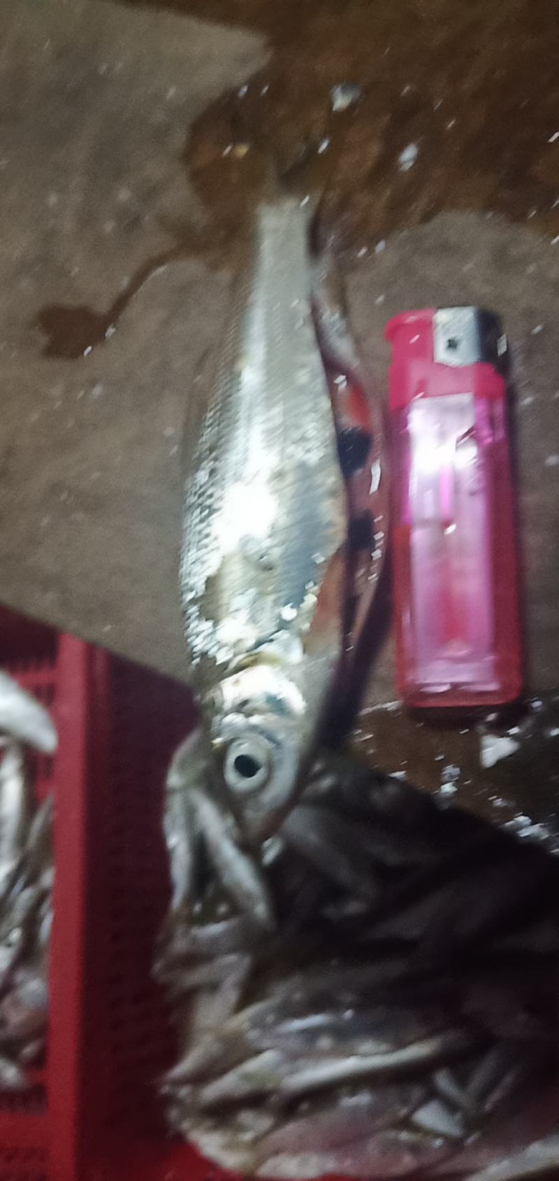 出卖鱼仔篮刀鱼仔要的老板信息