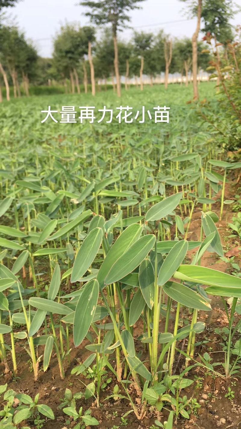 水生植物基地常年直供再力花，挺水植物，净化水质，易栽植