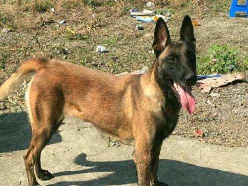 精品马犬，黑马黄马红马，警犬幼苗，成年公母通货