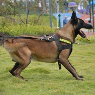 精品马犬，黑马黄马红马，警犬幼苗，成年公母通货