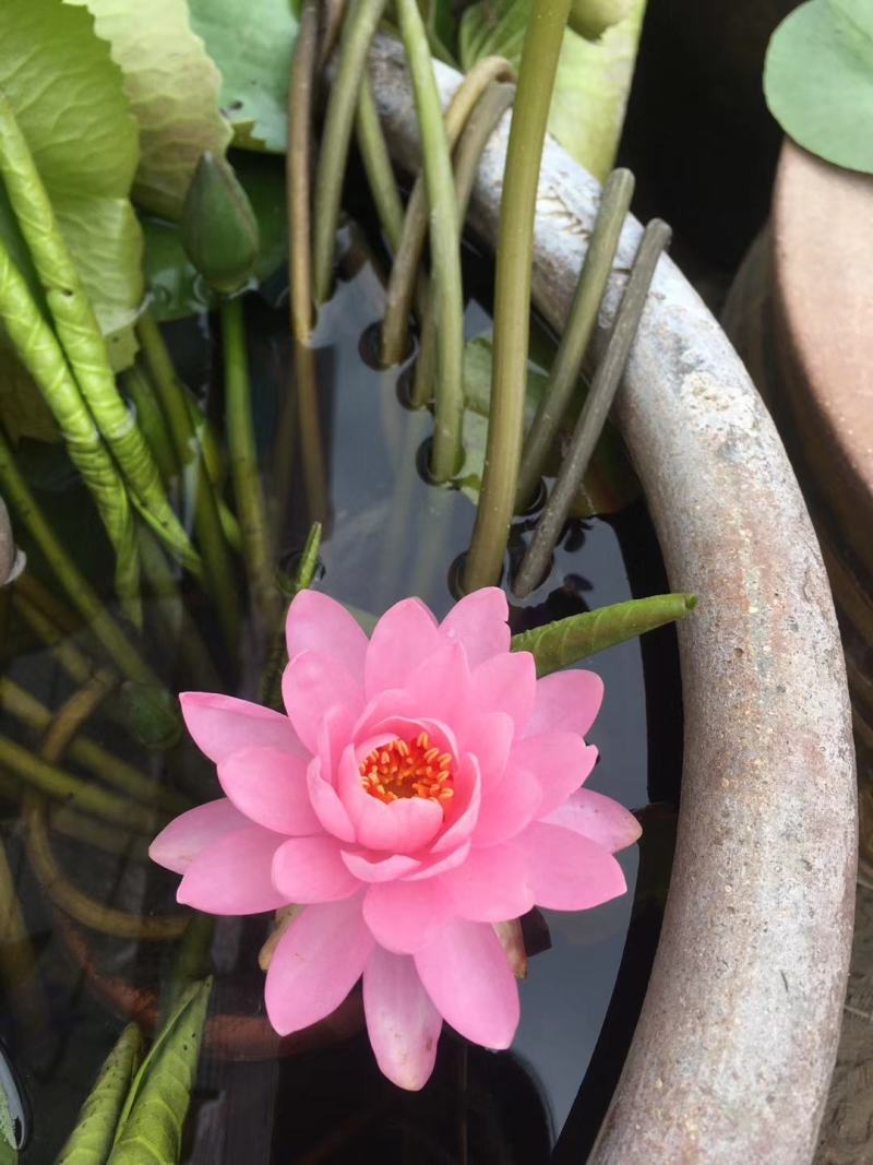 睡莲，水生植物基地销售，睡莲花色多，数量大，价格优