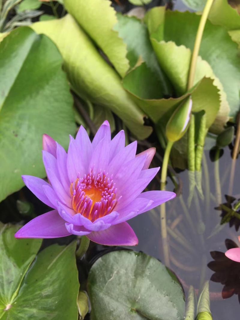 睡莲，水生植物基地销售，睡莲花色多，数量大，价格优
