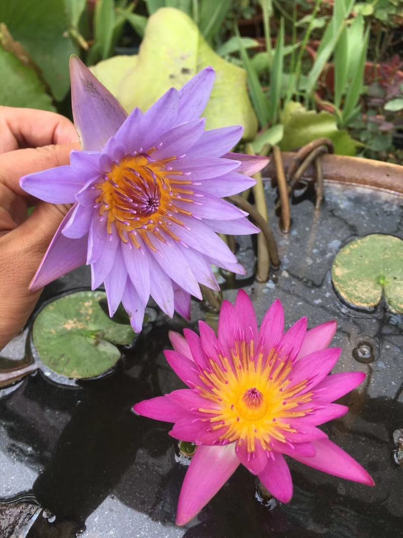 睡莲，水生植物基地销售，睡莲花色多，数量大，价格优