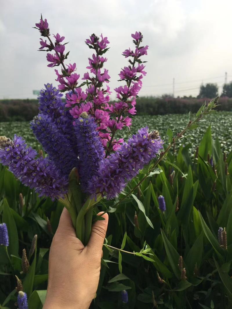 睡莲，水生植物基地销售，睡莲花色多，数量大，价格优