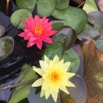 睡莲，水生植物基地销售，睡莲花色多，数量大，价格优