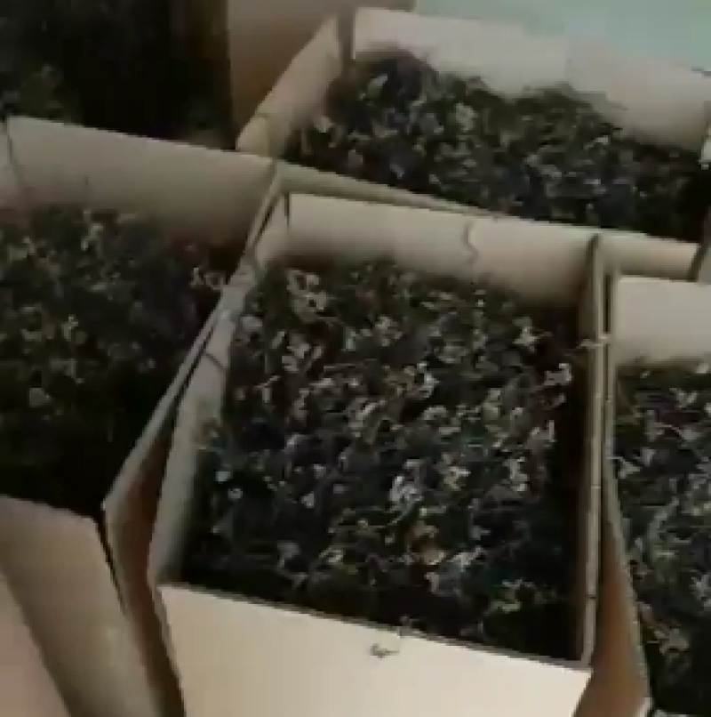 蕨菜干B级无老根，朋友价，天然野生优质批发长期有货