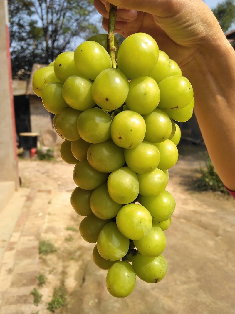 阳光玫瑰葡萄粒大味甜糖度高香味独特