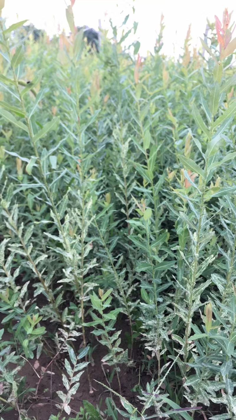 水生植物基地常年供应优质水生植物花叶枸柳，丛生花叶枸柳