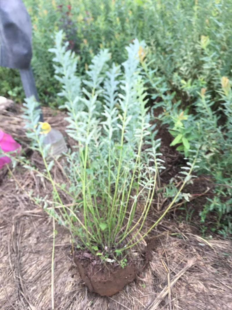 水生植物基地常年供应优质水生植物花叶枸柳，丛生花叶枸柳