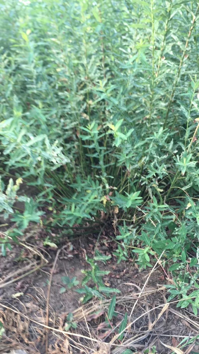 水生植物基地常年供应优质水生植物花叶枸柳，丛生花叶枸柳