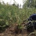 水生植物基地常年供应优质水生植物花叶枸柳，丛生花叶枸柳
