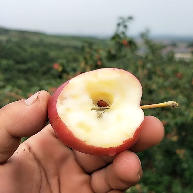 东北沙果k9小苹果海棠果现货5斤一箱顺丰包邮