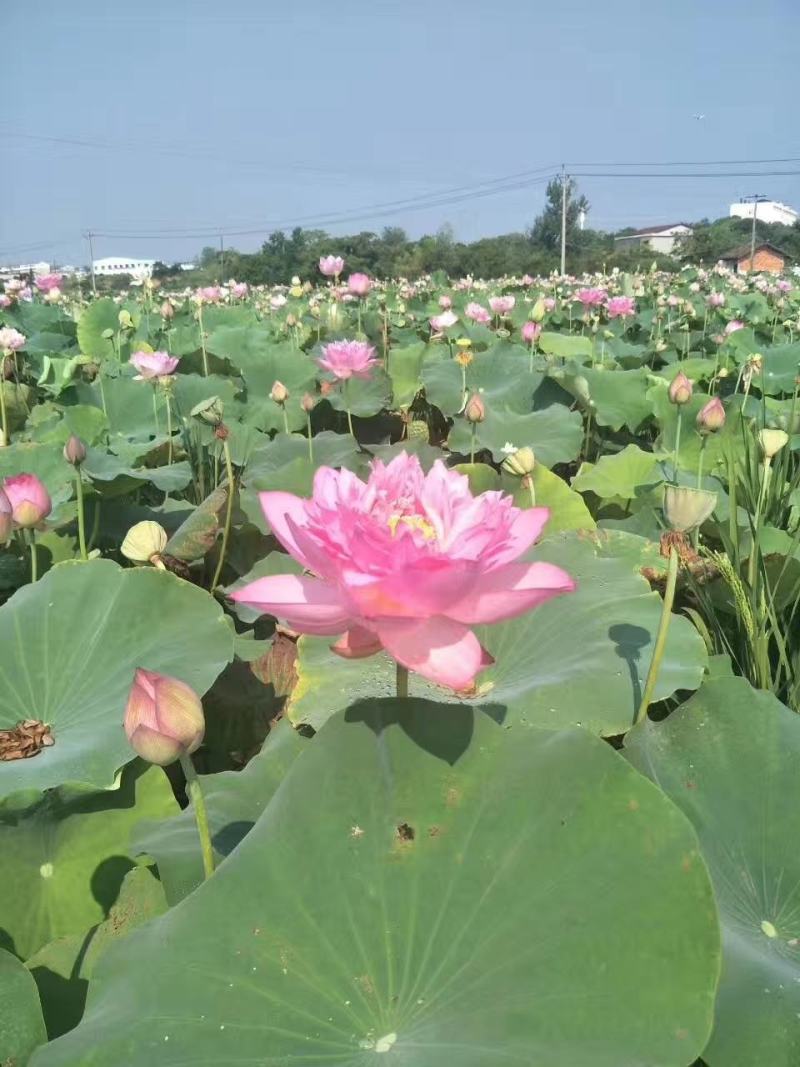绿化苗木基地直供水生植物荷花，花色多，质量好，欢迎选购