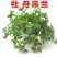 牡丹吊兰植物绿萝常春藤盆栽绿植花卉盆栽口红吊兰除甲醛净化