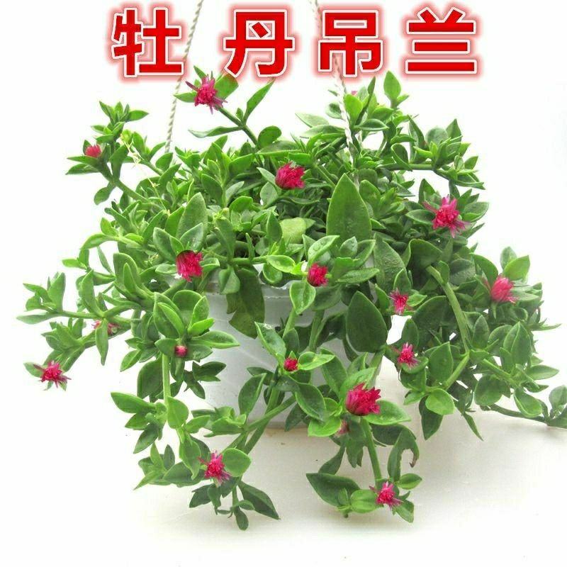 牡丹吊兰植物绿萝常春藤盆栽绿植花卉盆栽口红吊兰除甲醛净化