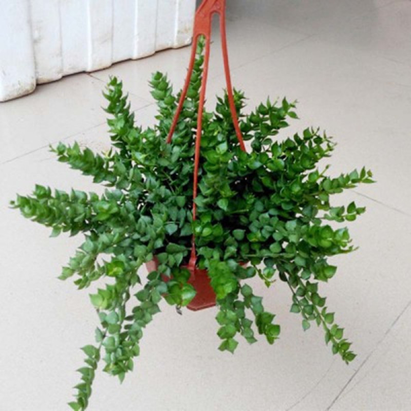 牡丹吊兰植物绿萝常春藤盆栽绿植花卉盆栽口红吊兰除甲醛净化