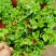牡丹吊兰植物绿萝常春藤盆栽绿植花卉盆栽口红吊兰除甲醛净化
