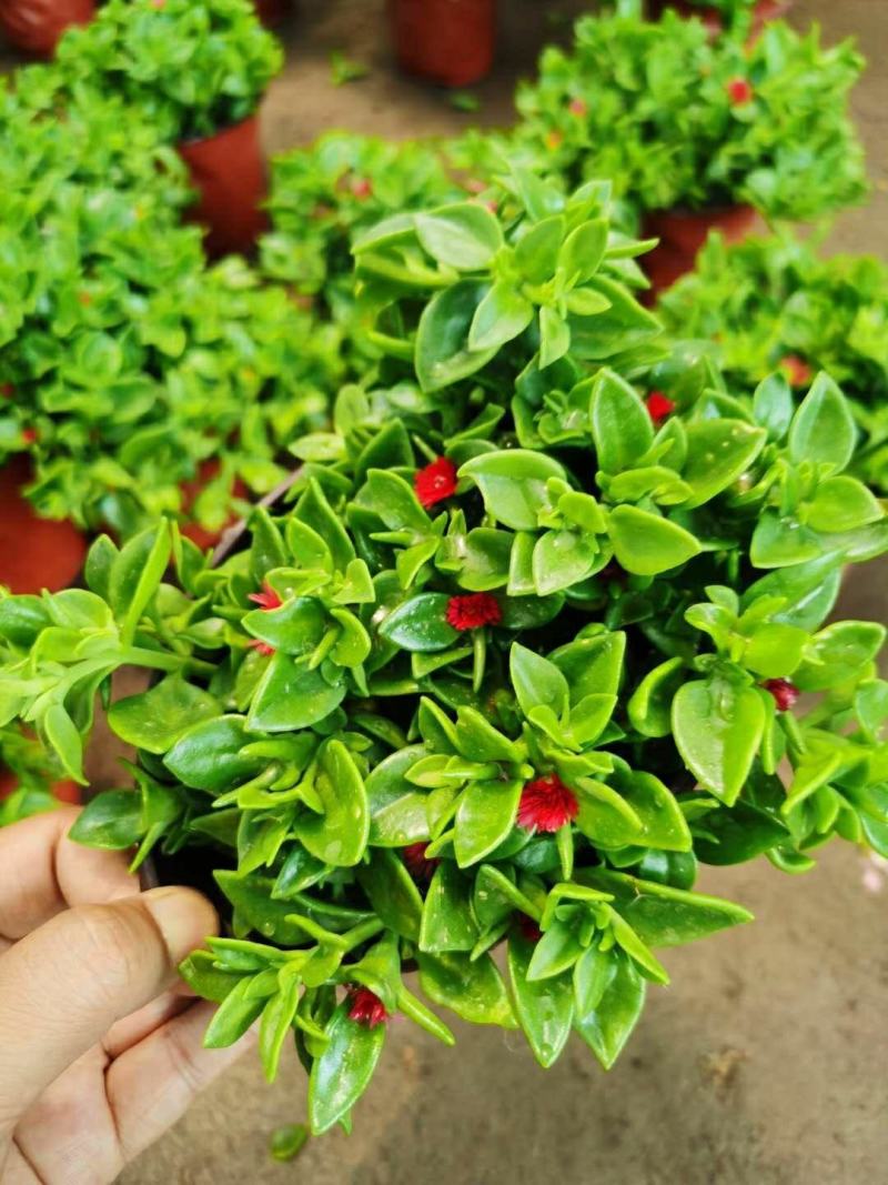 牡丹吊兰植物绿萝常春藤盆栽绿植花卉盆栽口红吊兰除甲醛净化