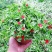牡丹吊兰植物绿萝常春藤盆栽绿植花卉盆栽口红吊兰除甲醛净化