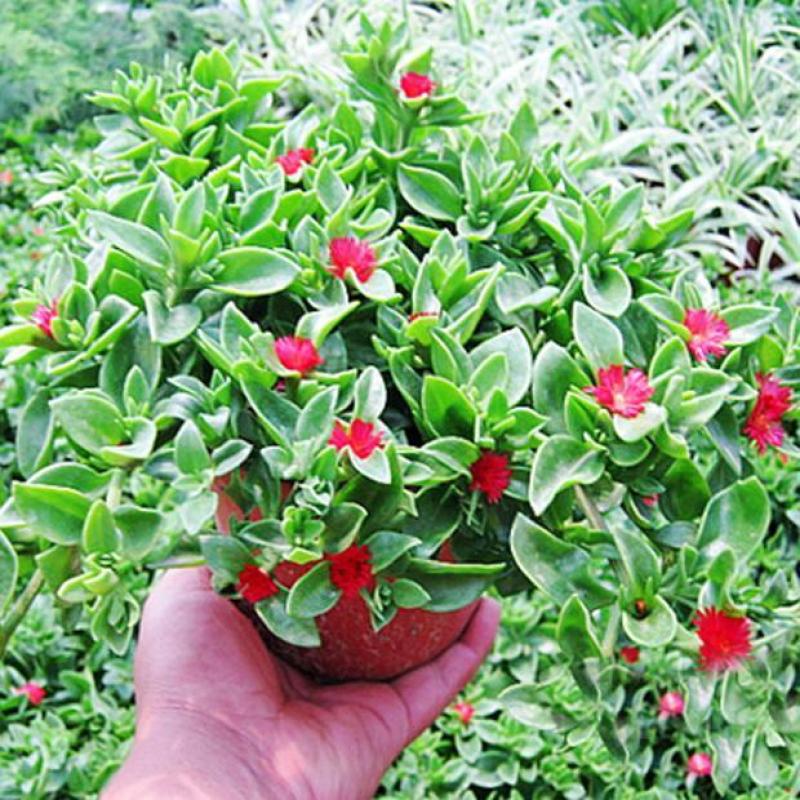 牡丹吊兰植物绿萝常春藤盆栽绿植花卉盆栽口红吊兰除甲醛净化