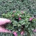 牡丹吊兰植物绿萝常春藤盆栽绿植花卉盆栽口红吊兰除甲醛净化