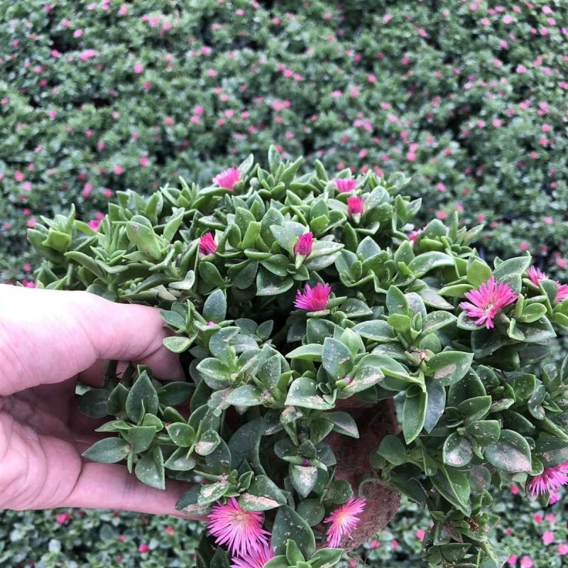 牡丹吊兰植物绿萝常春藤盆栽绿植花卉盆栽口红吊兰除甲醛净化