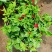 牡丹吊兰植物绿萝常春藤盆栽绿植花卉盆栽口红吊兰除甲醛净化