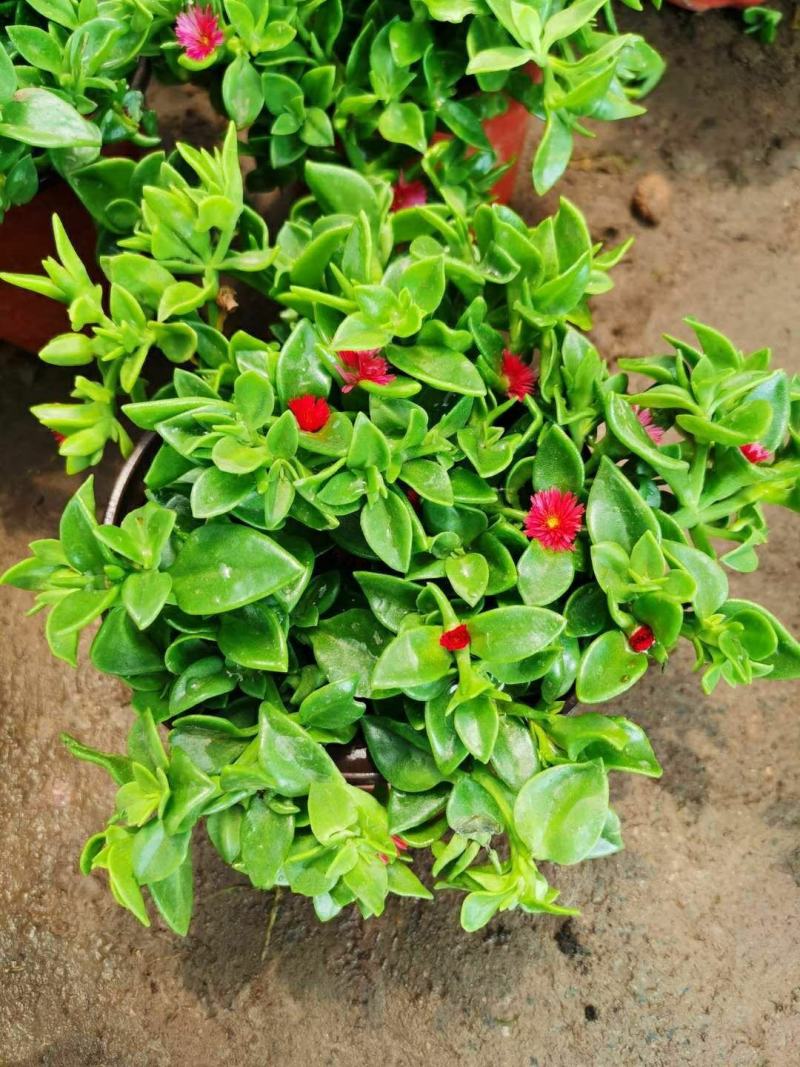 牡丹吊兰植物绿萝常春藤盆栽绿植花卉盆栽口红吊兰除甲醛净化