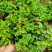 牡丹吊兰植物绿萝常春藤盆栽绿植花卉盆栽口红吊兰除甲醛净化