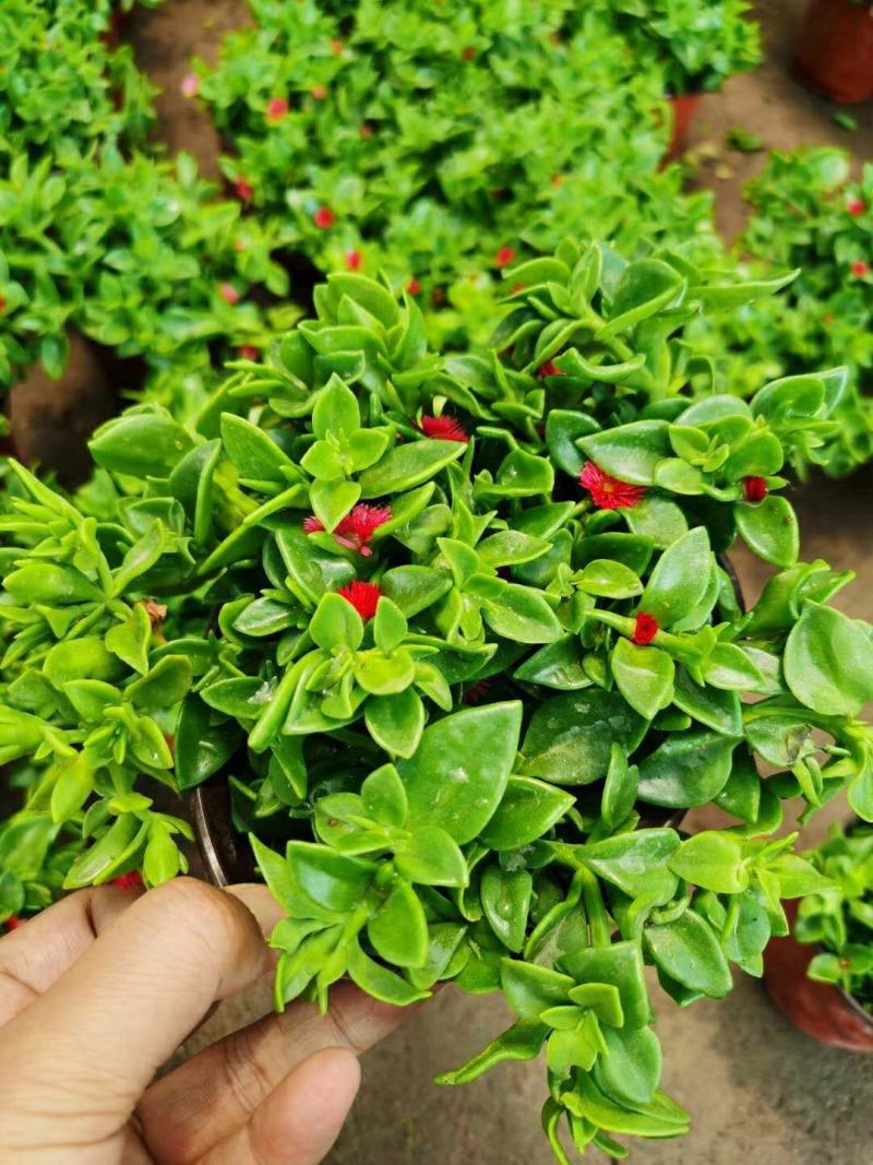 牡丹吊兰植物绿萝常春藤盆栽绿植花卉盆栽口红吊兰除甲醛净化