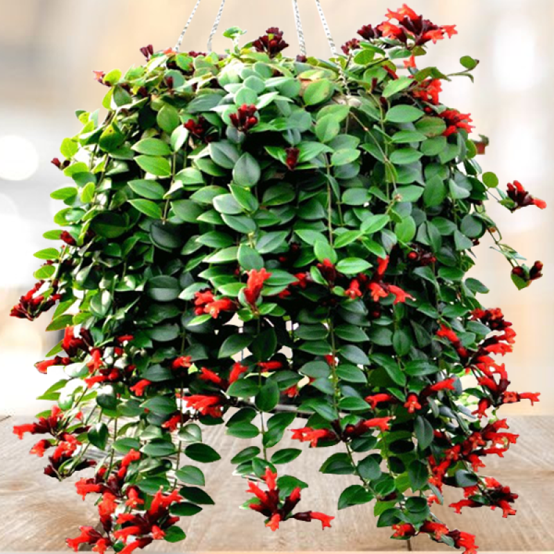 牡丹吊兰植物绿萝常春藤盆栽绿植花卉盆栽口红吊兰除甲醛净化