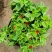 牡丹吊兰植物绿萝常春藤盆栽绿植花卉盆栽口红吊兰除甲醛净化