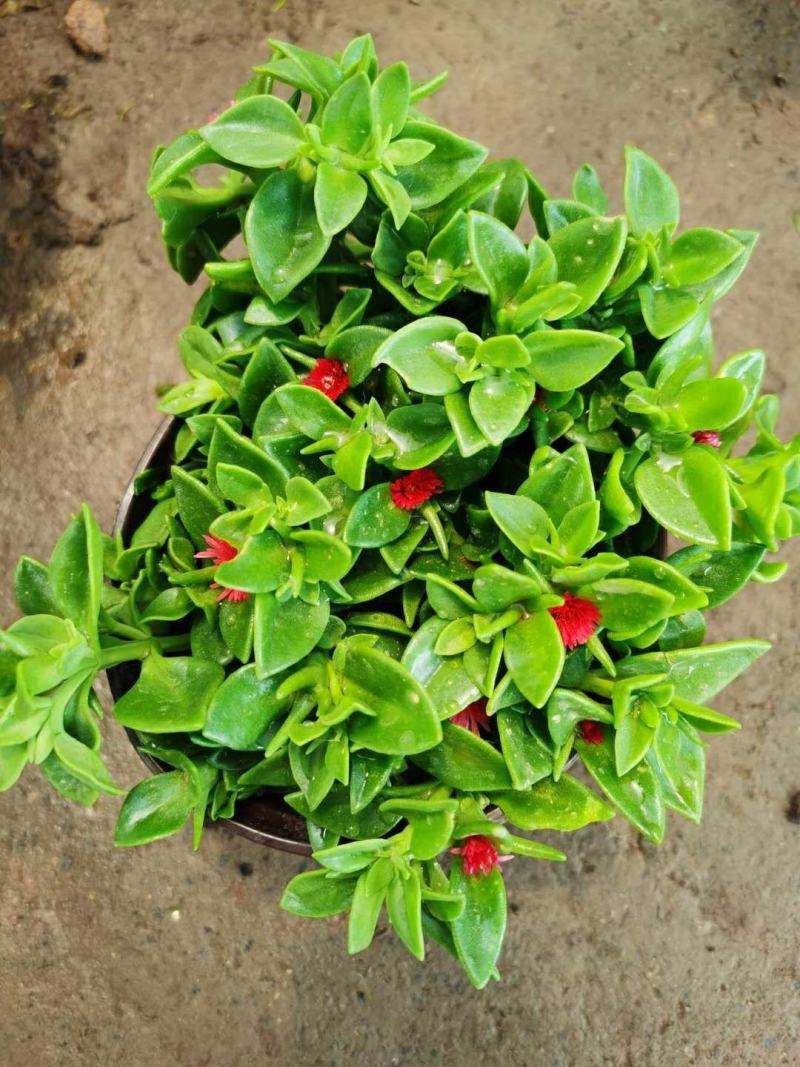 牡丹吊兰植物绿萝常春藤盆栽绿植花卉盆栽口红吊兰除甲醛净化
