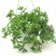 牡丹吊兰植物绿萝常春藤盆栽绿植花卉盆栽口红吊兰除甲醛净化