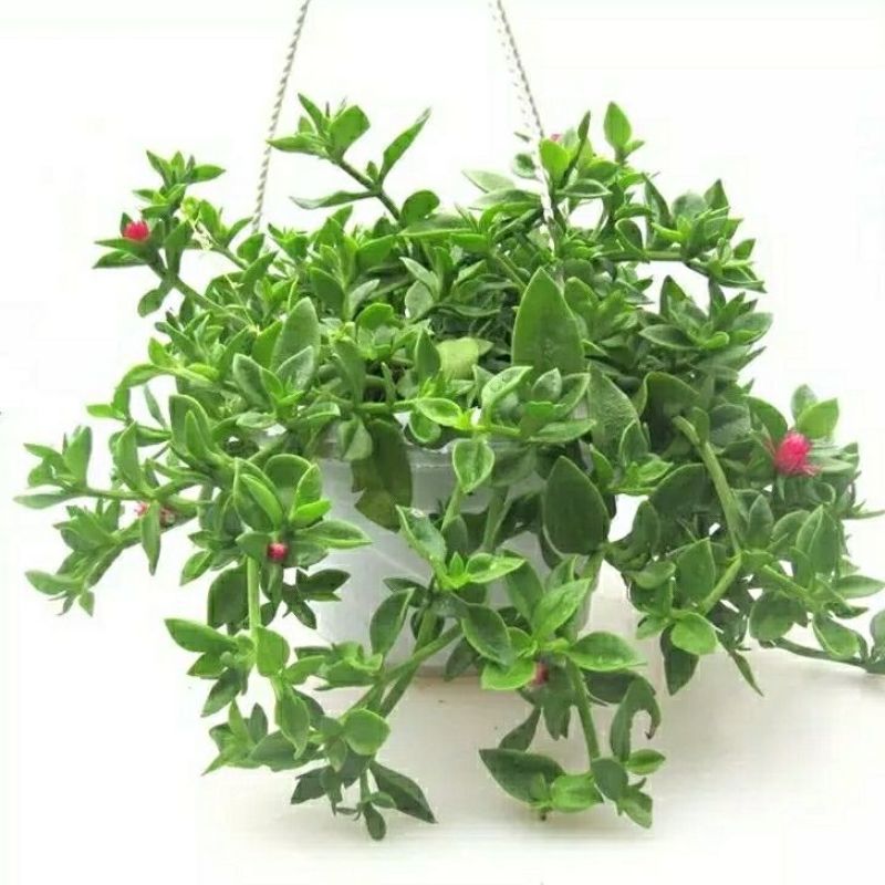 牡丹吊兰植物绿萝常春藤盆栽绿植花卉盆栽口红吊兰除甲醛净化