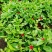 牡丹吊兰植物绿萝常春藤盆栽绿植花卉盆栽口红吊兰除甲醛净化