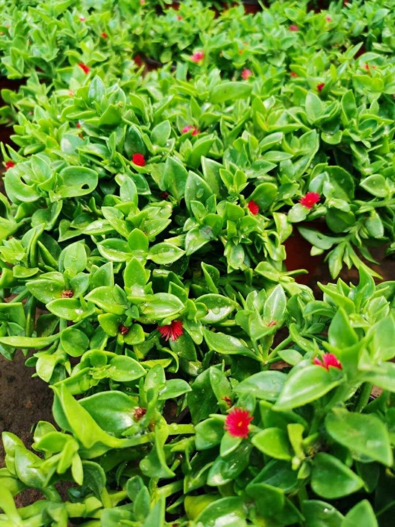 牡丹吊兰植物绿萝常春藤盆栽绿植花卉盆栽口红吊兰除甲醛净化