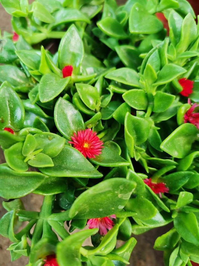 牡丹吊兰植物绿萝常春藤盆栽绿植花卉盆栽口红吊兰除甲醛净化