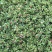 牡丹吊兰植物绿萝常春藤盆栽绿植花卉盆栽口红吊兰除甲醛净化